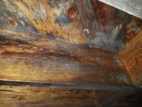 Mold Remediation Independent Restoration Services of Huntsville